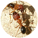 Carpenter-ants